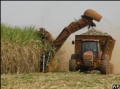 Expansão da cana ameaça produção de alimentos no Brasil cana