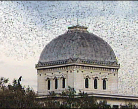 roma
