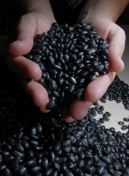 Produção agrícola em 2008 teve aumento de 9,5%, segundo IBGE 1253mc0109.image_pequena_vertical