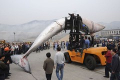 Baleia cachalote é encontrada morta numa praia da China baleia1