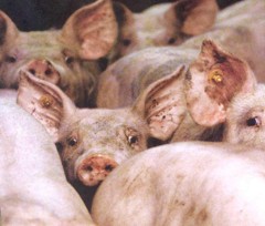 Gripe suína: Organização Mundial de Saúde pode elevar o nível de alerta porcos01