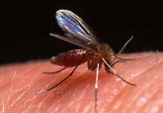 Vigilância sanitária de Divinópolis está atenta a um possível surto Leishmaniose na cidade leishmaniose
