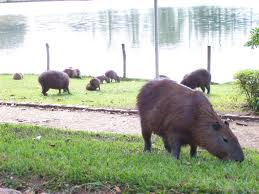 Divinópolis: jovem morre de febre maculosa por descaso - Vinicius faleceu na tarde de sexta-feira (23) depois de ter sido picado por carrapatos no Parque da Ilha capivara