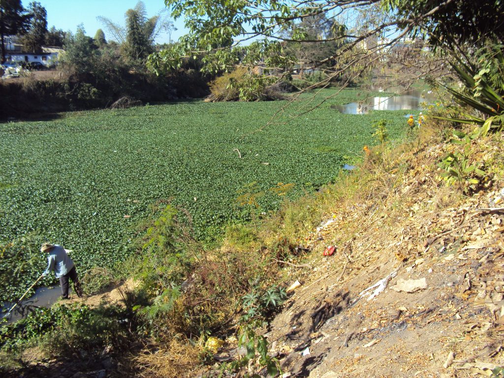 Prefeitura inicia ação de retirada de aguapés no Itapecerica dsc03263