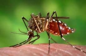 DENGUE: mutirão em dez bairros de Divinópolis recolhe quatro mil quilos de lixo - A iniciativa partiu dos presidentes dos bairros com apoio da SEMOUDES aedes