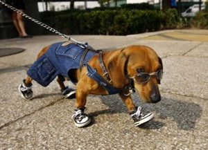 EUROPA BIZARRA: Alemanha estuda aplicar multa para proibir sexo entre pessoas e animais 1353248116608-cachorro