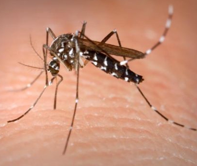 Divinópolis regista 2.274 casos suspeitos de DENGUE - Centro apresenta maior incidência com 135 casos Dengue2