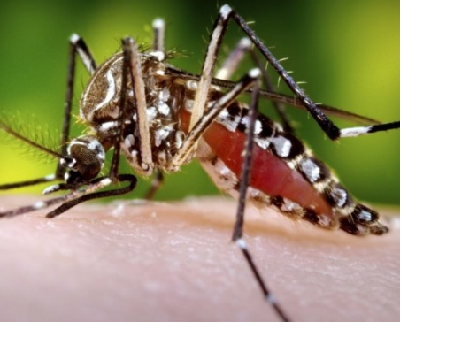 Secretaria de Saúde de Divinópolis diz que dengue aponta sinais de recuo dengue
