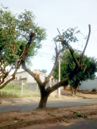 Oposição/ambientalista criava escarcéu por corte ou poda de árvores na gestão de Vladimir, no governo Galileu, silencia arvore