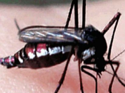 Febre amarela leva União a reconhecer situação de emergência em 63 cidades de Minas e uma do Espirito Santo