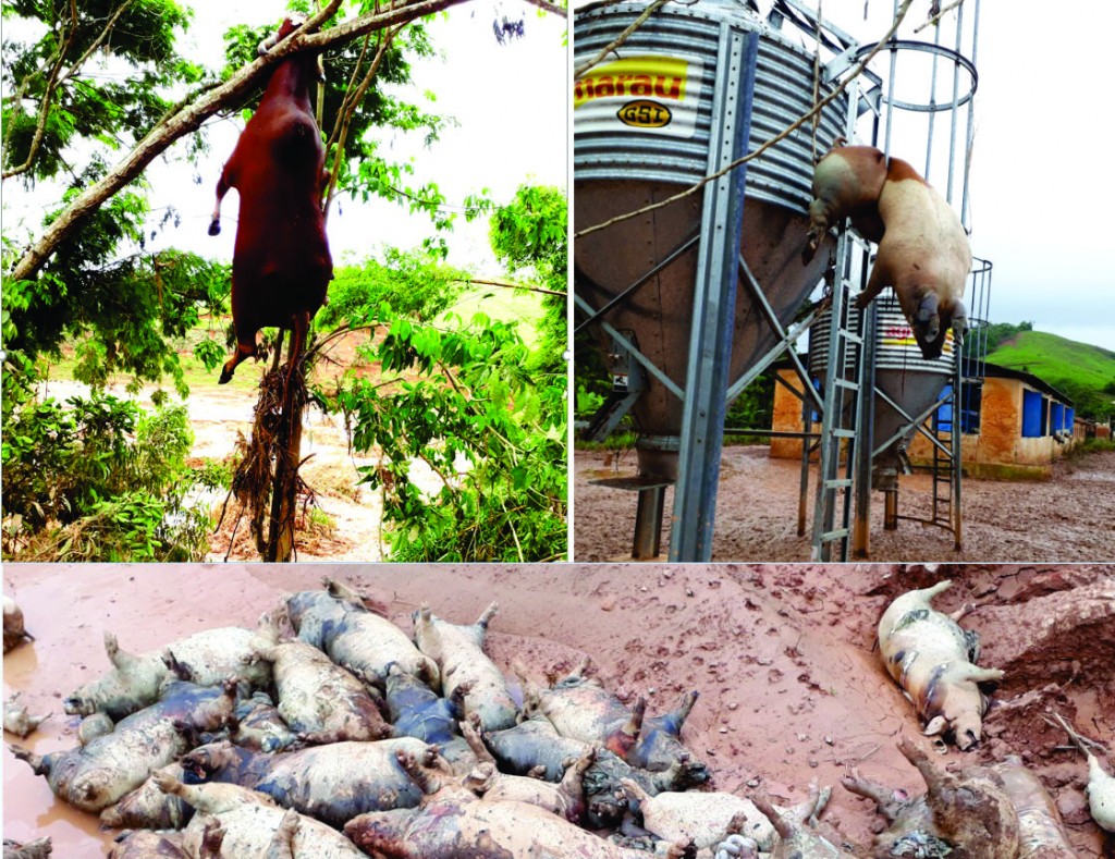 Enchentes matam milhares de animais em fazendas de Rio Casca e outras cidades da região da Zona da Mata Animais mortos 2