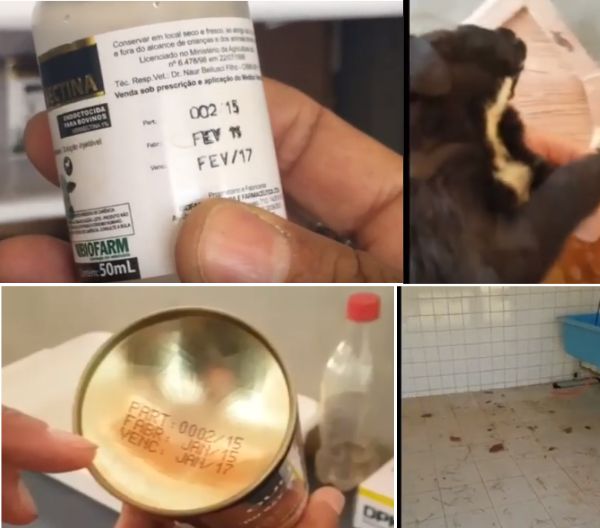 CREVISA age criminosamente em acolhimento e tratamento de animais, segundo as cuidadoras (veja vídeo) CREVISA - SITUAÇÃO