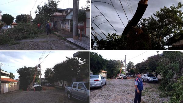 Chuvas derrubam árvores do Bairro São José, em Divinópolis; Rio Itapecerica enche e abaixa arvore caída - Divinopolis
