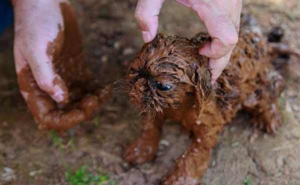 Luisa Mell chega a Brumadinho para ajudar no resgate de animais