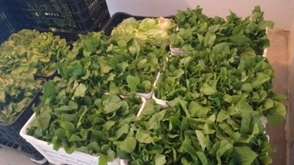 Produtores rurais doam 100 kg de “cestas verdes” para Banco de Alimentos de Divinópolis banco de alimentos (2)
