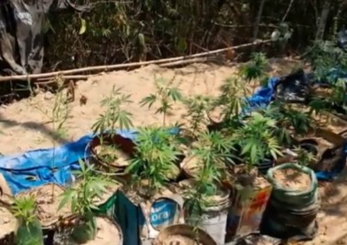 Polícia Civil encontra plantação de maconha em área de preservação ambiental em Divinópolis PCMG