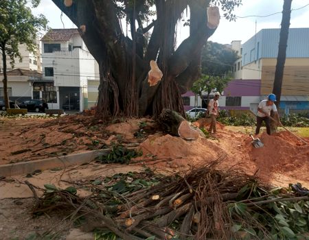 Divinópolis: Moradores acusam Martins Empreendimentos de derrubarem árvore centenária da Praça do Mercado (vídeo) arvore centenaria