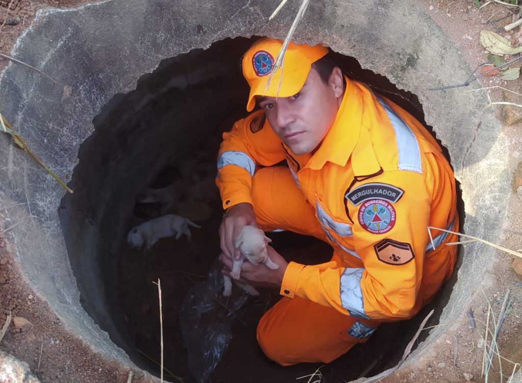 Divinópolis: Corpo de Bombeiros salva cadela e oito filhotes em situação de risco bombeiros 2