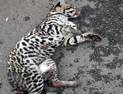 Bombeiros capturam Jaguatirica perigosa e agressiva em área urbana próxima a Divinópolis Onça pintada 2
