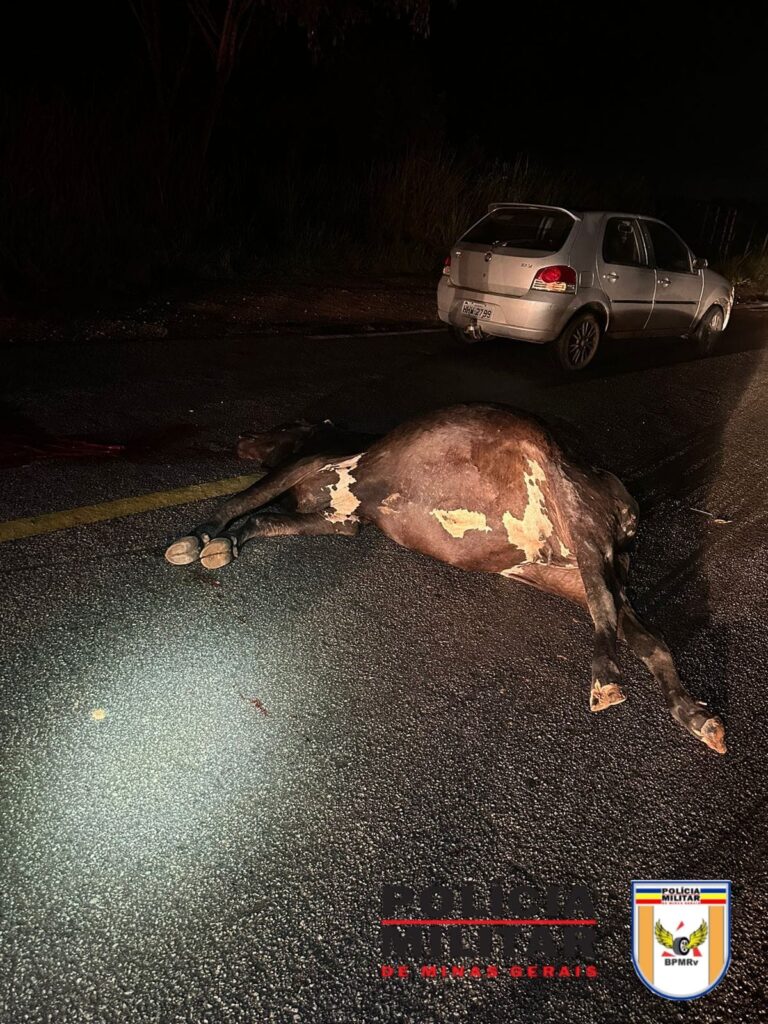 Vaca em pista de rodovia provoca acidente envolvendo motociclista vaca