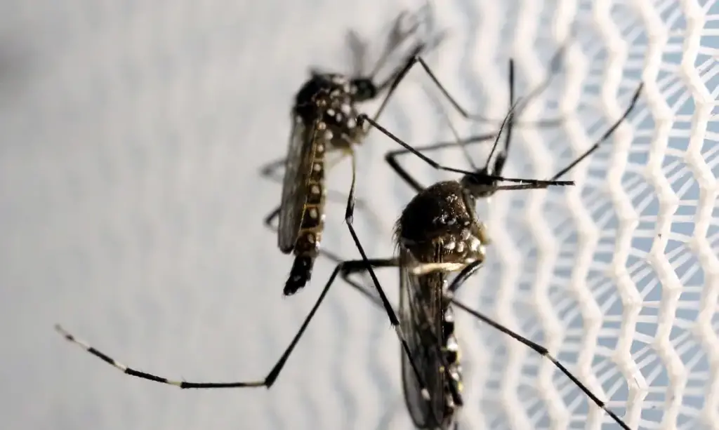 DENGUE: três estados, Minas, Acre e Goiás, além do DF decretam situação de emergência mosquito dengue