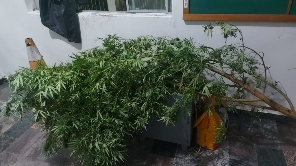 Pé de maconha com 2,5 metros é apreendido pela PM em Itapecerica; moradores foram presos 3ea4976e-299c-441e-9620-e20d2e8e8954