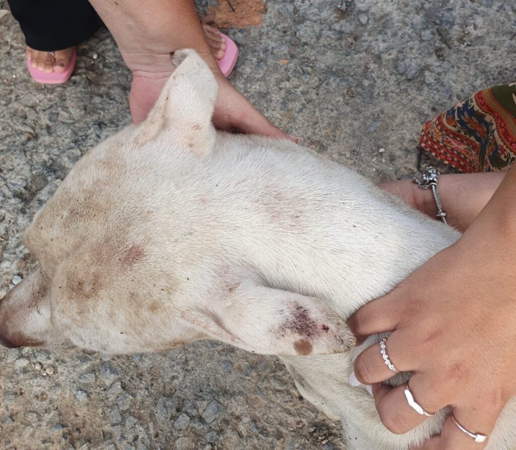 Homem de 51 anos é detido por crueldade animal: cachorro é resgatado após denúncia de maus-tratos ANIMAL