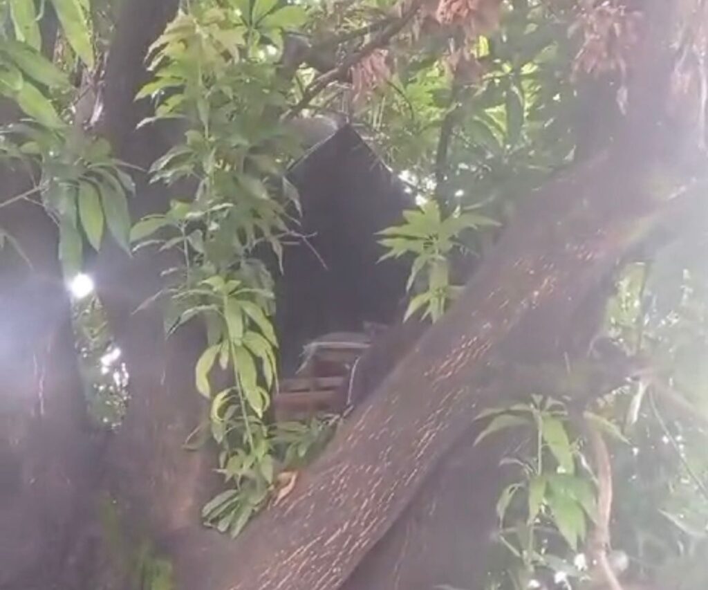 Divinópolis: Mulher denuncia "casa na árvore" costruída por morador em situação de rua Casa na árvore