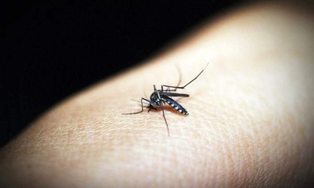 Secretaria de Estado de Saúde de Minas confirma décima morte por chikungunya em 2024 DENGUE