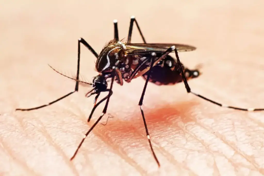 Segunda morte por dengue confirmada em Divinópolis DENGUE