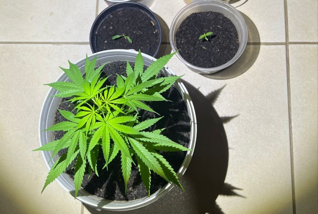 Divinópolis: PM apreende no Bairro Jardim Primavera grande quantidade de cocaína, mudas de maconha e a própria droga WhatsApp Image 2024-03-07 at 10.55.52