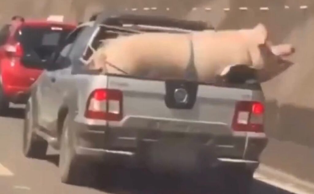 Transporte inadequado de um porco gigante viraliza nas redes sociais PORCÃO
