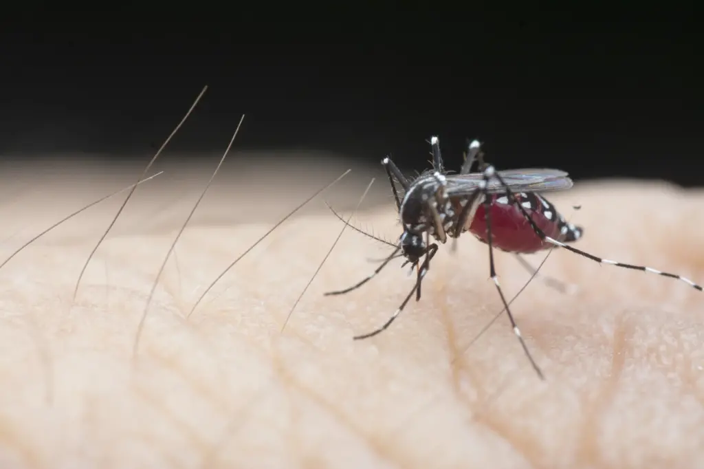 Mais de 400 casos de Dengue são confirmados em dois dias em Divinópolis mosquito-da-dengue-pousado-em-pele-humana-orig-1