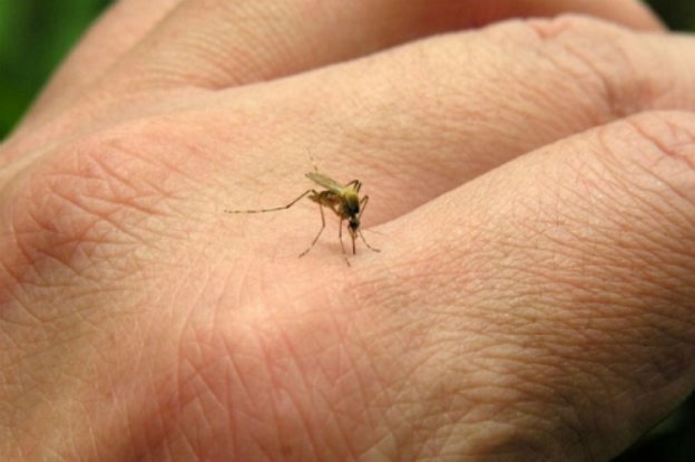 Casos confirmados de dengue ultrapassam 10 mil em Divinópolis; idosos são mais afetados FOTO-DENGUE