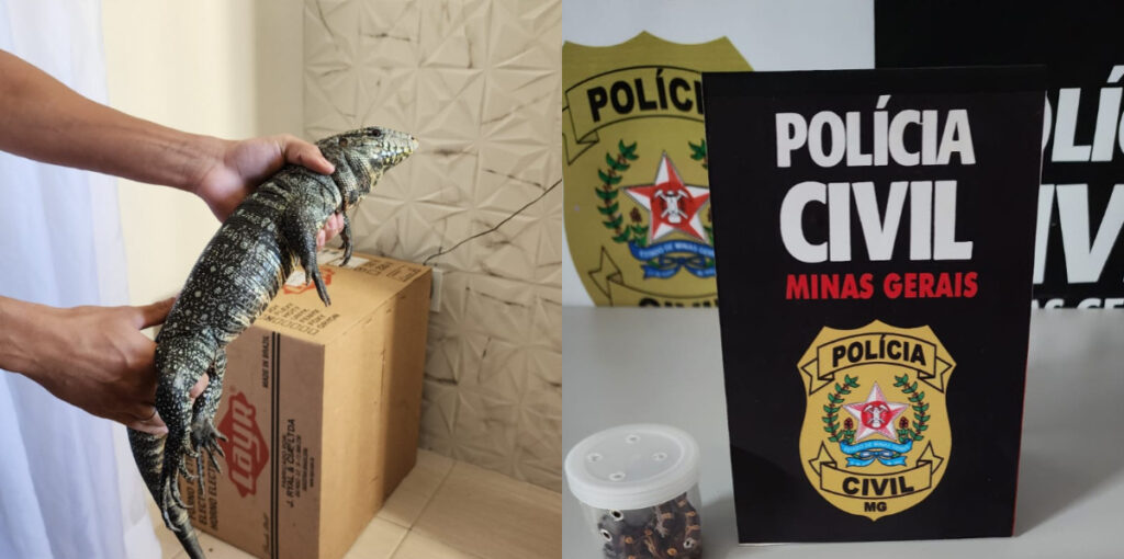 Três suspeitos de enviar cobras-de-milho e lagarto teiú via Correios são presos em Lavras WhatsApp Image 2024-05-16 at 13.56.46