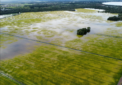 Governo compra 263 mil toneladas de arroz e tenta controlar inflação dos preços, devido a enchentes no Rio Grande do Sul