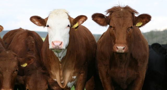 A influência dos fenômenos climáticos na agropecuária boi