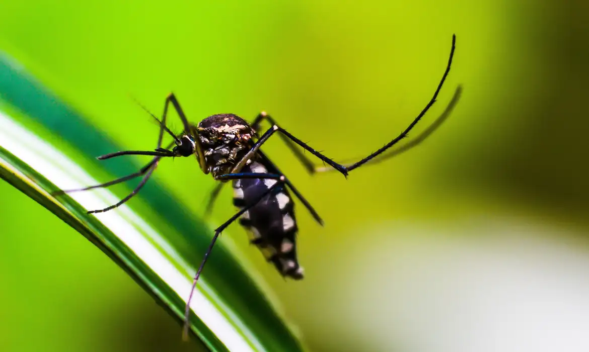Dengue avança em Divinópolis com 2.203 casos confirmados e seis mortes sob investigação