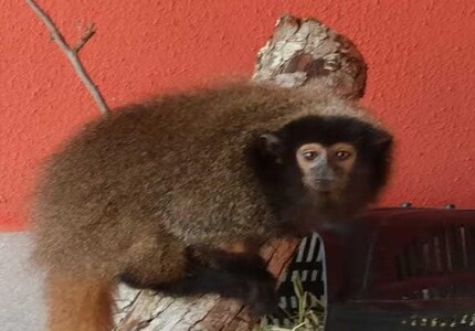 Centro de triagem em Divinópolis tem capacidade de recuperar até 3 mil animais silvestres por ano
