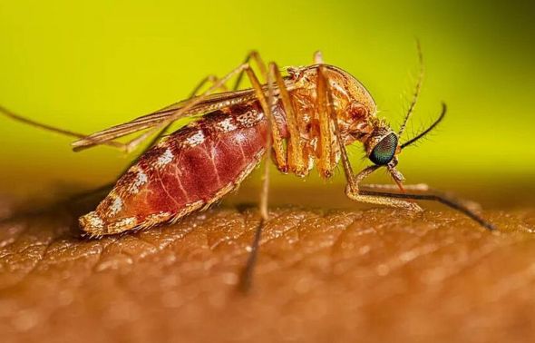 Febre Oropouche: Doença que foi confundida como Chikungunya já testou positivo em 72 pessoas no estado de Minas Gerais mosquito_maruim
