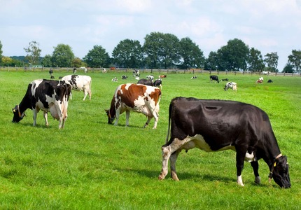 Sebrae Minas oferece 70% de subsídio no Sebraetec FIV para produtores de superleite