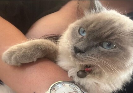 Mulher e filhos sofrem com gata furtada no bairro Interlagos e pedem que animal seja devolvido