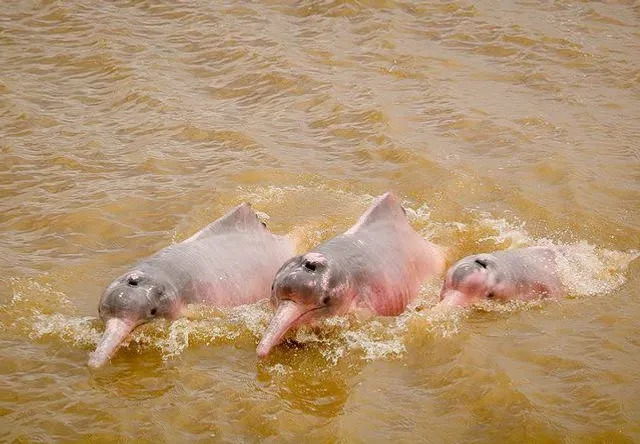 Operações de resgate tentam salvar golfinhos na Amazônia ameaçados pela seca 8582cc_765e543df8874462904c8eaa163244b8_mv2