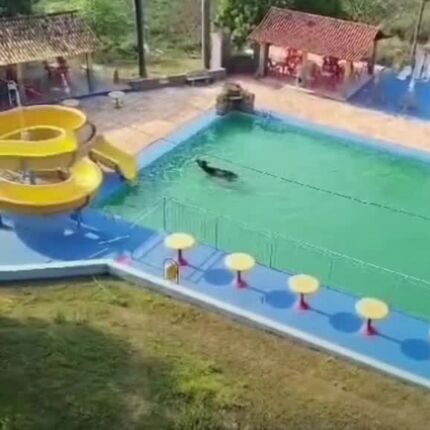 Búfala é vista nadando na piscina em Minas Gerais Divinwes (1)