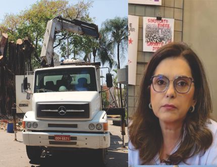 Corte de gameleira centenária na Praça da Catedral revolta Divinópolis: "uma perda ambiental e histórica", diz Gleide Andrade arvore - gleide 3