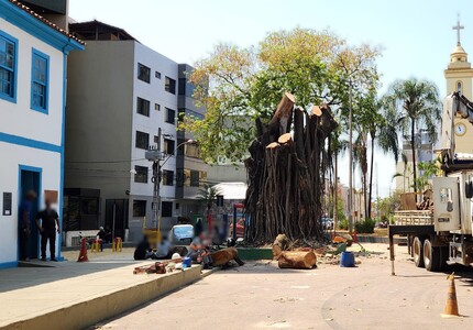 Árvore antiga de Divinópolis é cortada e memórias afetivas de quem frequenta a Praça da Catedral são podadas junto