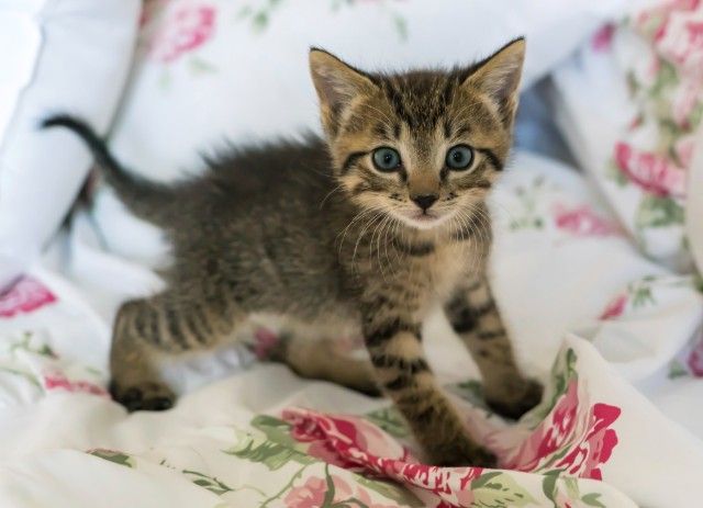 Após perícia, Policia Civil diz que era "gatinho" e não feto humano material biológico encontrado em banheiro de igreja em Divinópolis filhotinho de gato