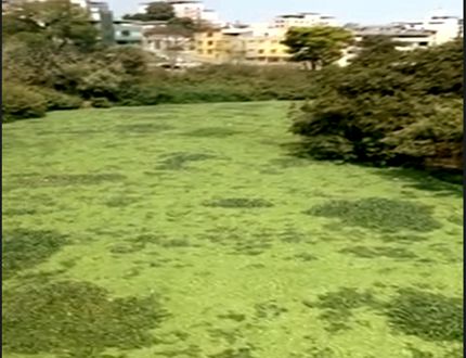Prefeito de Divinópolis, Gleidson Azevedo, deixa aguapés acumular no Itapecerica após 10 anos de rio limpo rio itapecerica 2