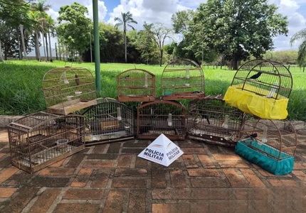 Uma gaiola de problemas: Idoso de Santo Antônio do Monte paga quase 20 mil reais por manter pássaros silvestres em cativeiro