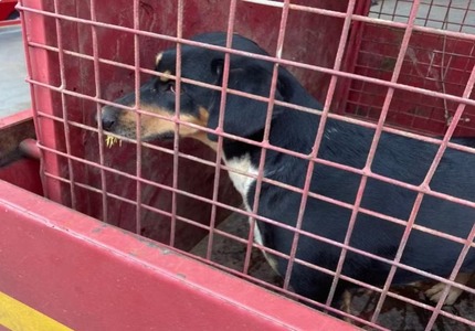 Dois cães ficam feridos após "briga" com ouriço-cacheiro em Formiga; Um dos animais fugiu Dois cães ficam feridos após "briga" com ouriço-cacheiro em Formiga; Um dos animais fugiu